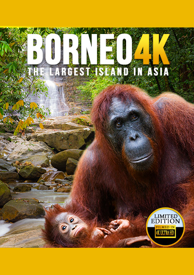 Borneo 4K