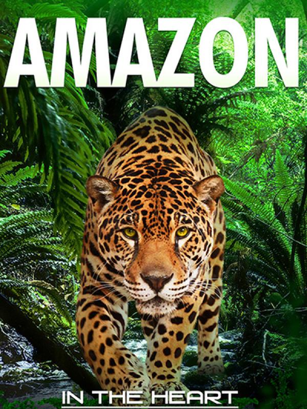 Amazon 3D
